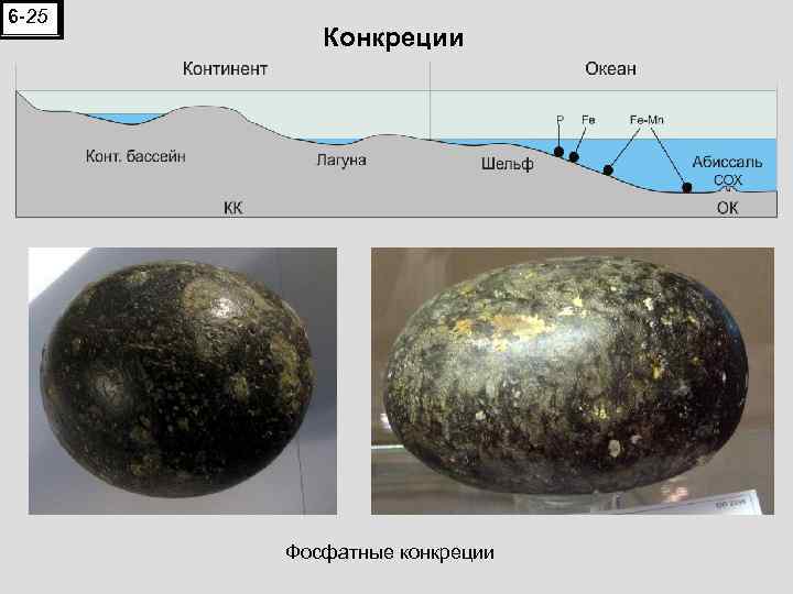 6 -25 Конкреции Фосфатные конкреции 