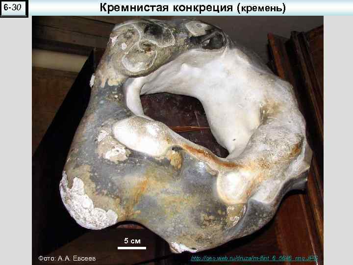Кремнистая конкреция (кремень) 6 -30 5 см Фото: А. А. Евсеев http: //geo. web.