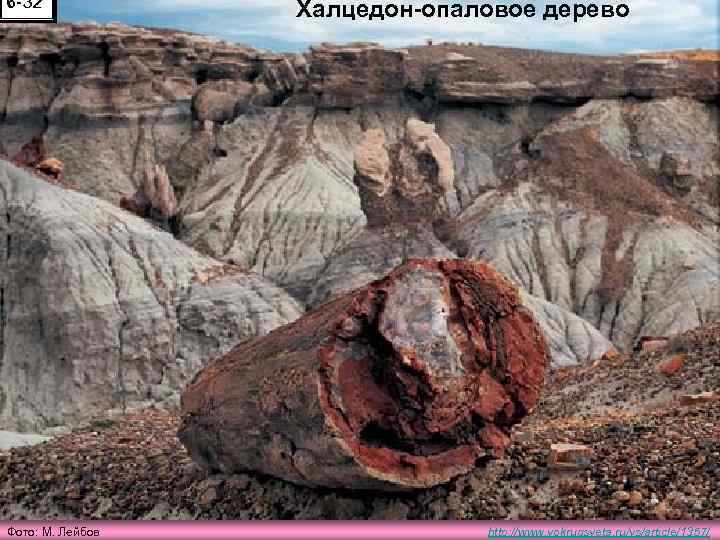 6 -32 Фото: М. Лейбов Халцедон-опаловое дерево http: //www. vokrugsveta. ru/vs/article/1357/ 