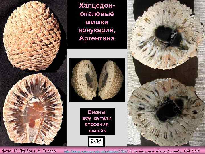 Халцедонопаловые шишки араукарии, Аргентина Видны все детали строения шишек 6 -34 Фото: М. Лейбов