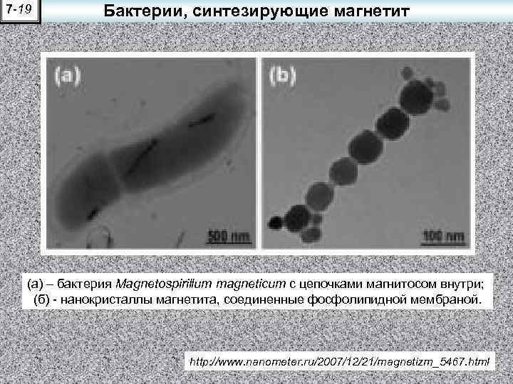 7 -19 Бактерии, синтезирующие магнетит (а) – бактерия Magnetospirillum magneticum с цепочками магнитосом внутри;