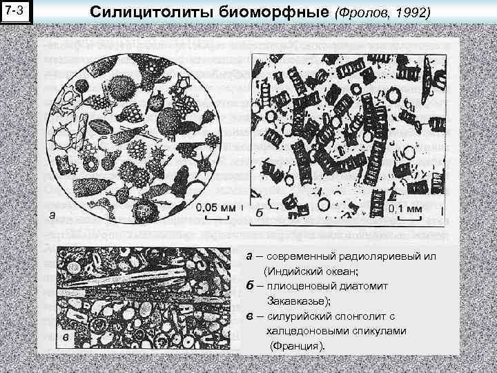 7 -3 Силицитолиты биоморфные (Фролов, 1992) а – современный радиоляриевый ил (Индийский океан; б