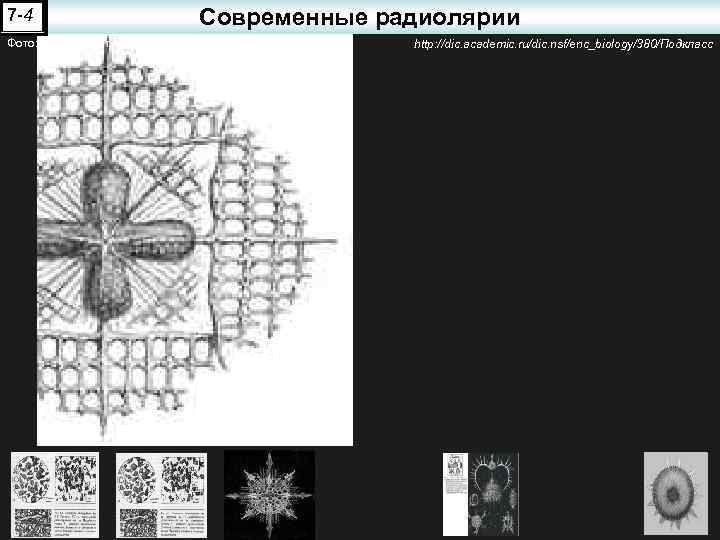 7 -4 Фото: О. В. Волцит Современные радиолярии http: //dic. academic. ru/dic. nsf/enc_biology/380/Подкласс 