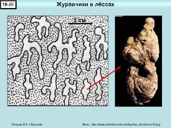 10 -20 Журавчики в лёссах 5 см Рисунок В. А. Обручева Фото: http: //www.