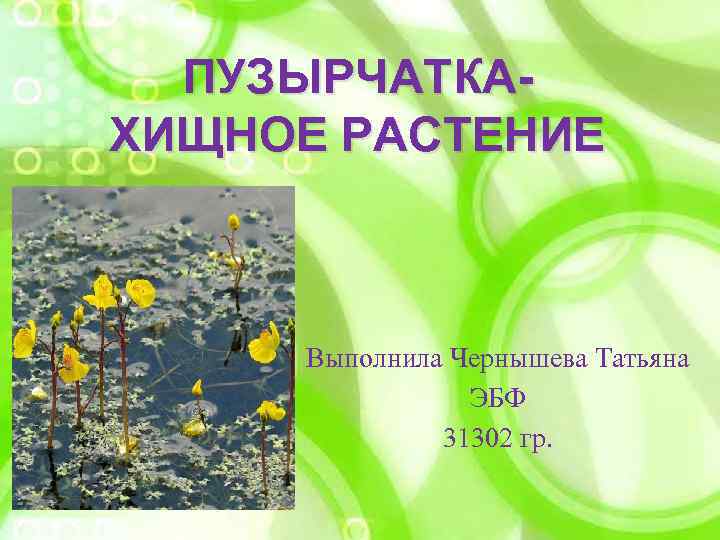 ПУЗЫРЧАТКАХИЩНОЕ РАСТЕНИЕ Выполнила Чернышева Татьяна ЭБФ 31302 гр. 