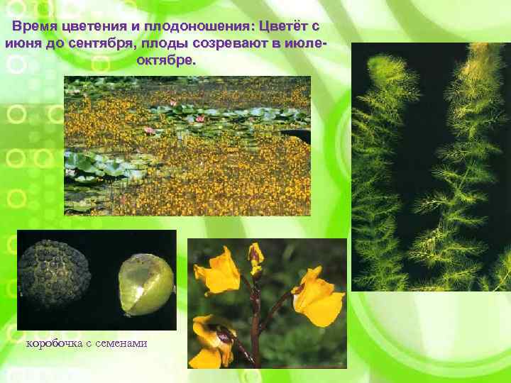 Время цветения и плодоношения: Цветёт с июня до сентября, плоды созревают в июлеоктябре. коробочка