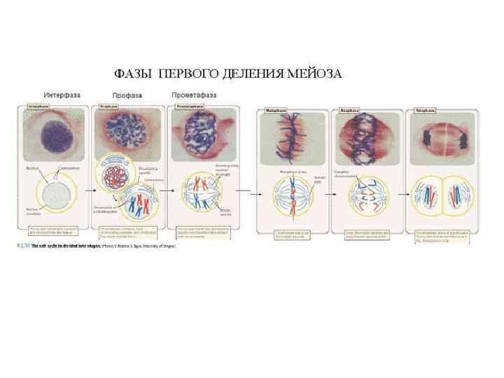 1 стадия клеточного деления. Стадии мейоза под микроскопом. Фазы мейоза микроскоп. Стадии профазы 1 мейоза под микроскопом а. Мейоз деление 1 профаза 1.