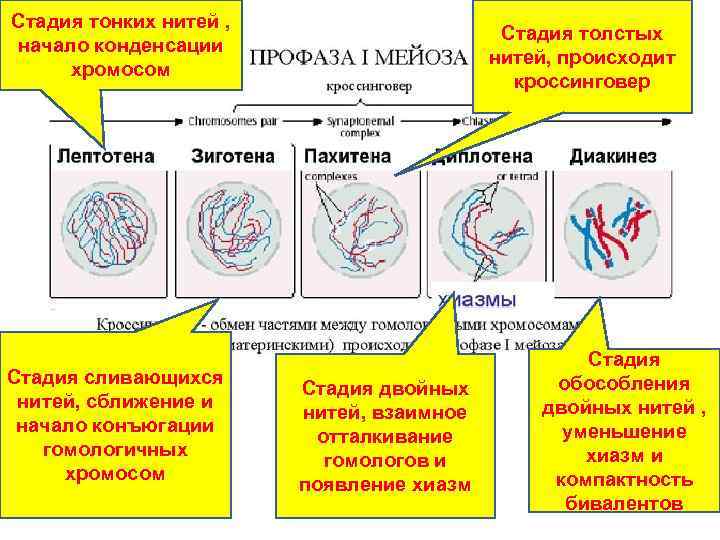 Число хромосом в профазе. Стадия толстых нитей профазы. Стадия тонких нитей. Конъюгация хромосом происходит в стадии профазы 1. Происходит сближение гомологичных хромосом профаза 1.