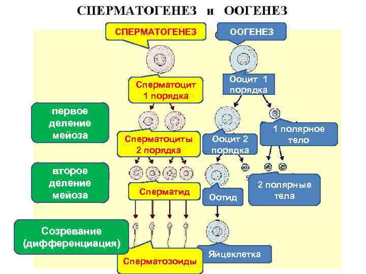 СПЕРМАТОГЕНЕЗ Сперматоцит 1 порядка первое деление мейоза второе деление мейоза Сперматоциты 2 порядка Сперматид