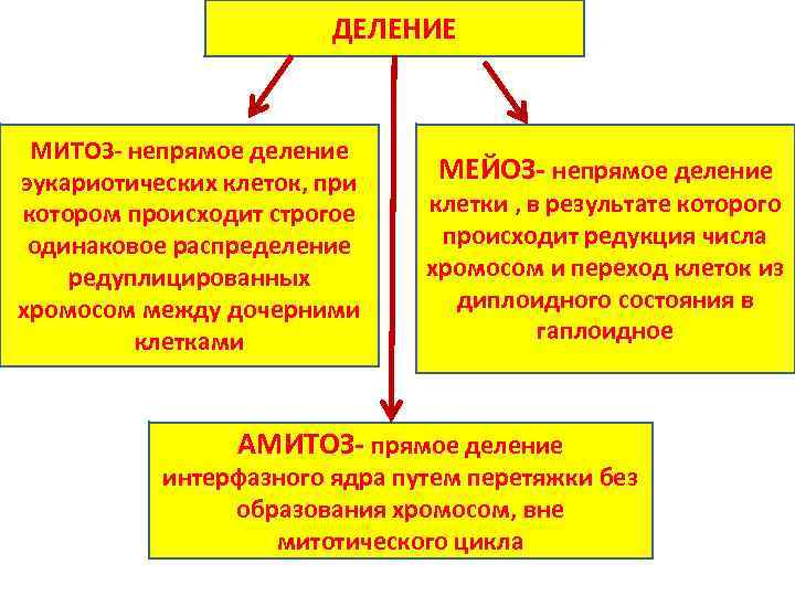 Непрямое деление клетки