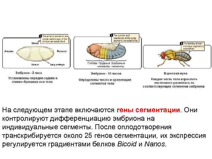 На следующем этапе включаются гены сегментации. Они контролируют дифференциацию эмбриона на индивидуальные сегменты. После