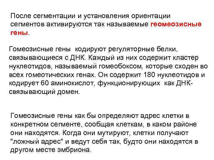 После сегментации и установления ориентации сегментов активируются так называемые геомеозисные гены. Гомеозисные гены кодируют