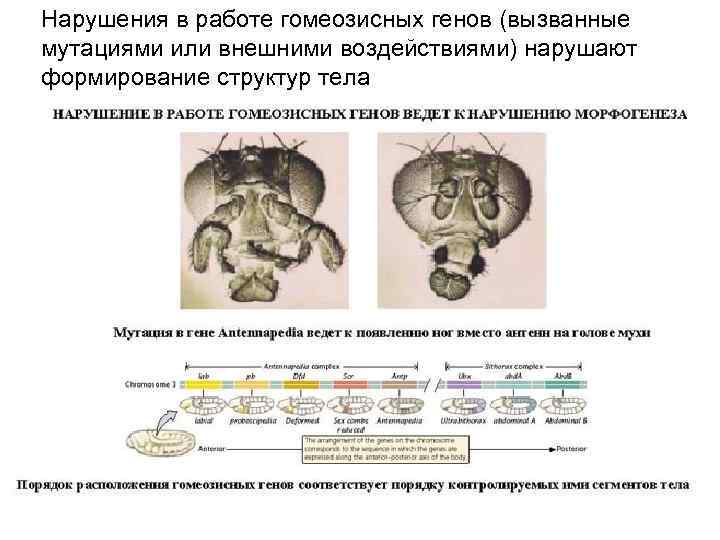 Нарушения в работе гомеозисных генов (вызванные мутациями или внешними воздействиями) нарушают формирование структур тела