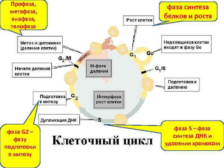 Профаза, метафаза, анафаза, телофаза G 2 – фазу подготовки в митозу фаза синтеза белков