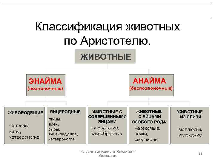 Платон и Аристотель. Биологические воззрения Теофраста. Классификация животных по Аристотелю. ЖИВОТНЫЕ АНАЙМА ЭНАЙМА (беспозвоночные)