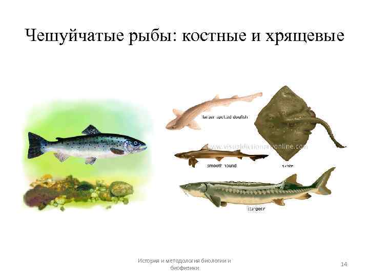 Чешуйчатые рыбы: костные и хрящевые История и методология биологии и биофизики 14 