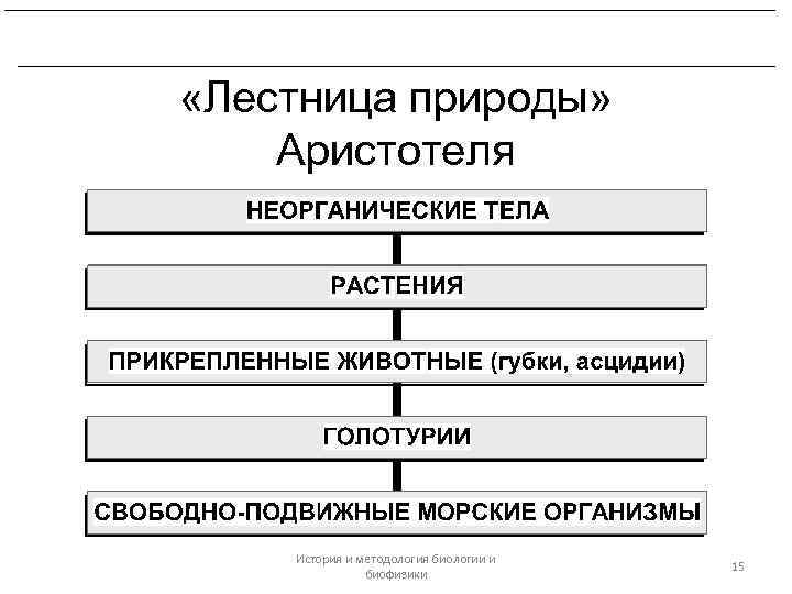 Философия природы аристотеля. Лестница существ Аристотеля. Лестница Аристотеля в биологии. Систематика животных по Аристотелю. Аристотель о природе.