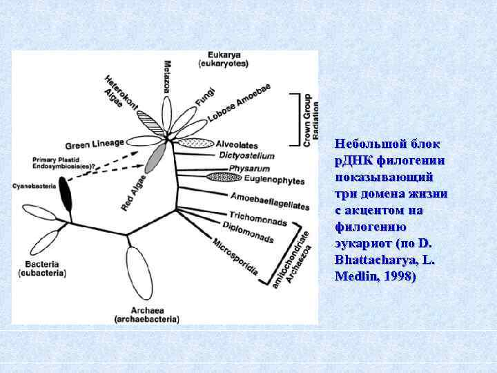 Небольшой блок р. ДНК филогении показывающий три домена жизни с акцентом на филогению эукариот