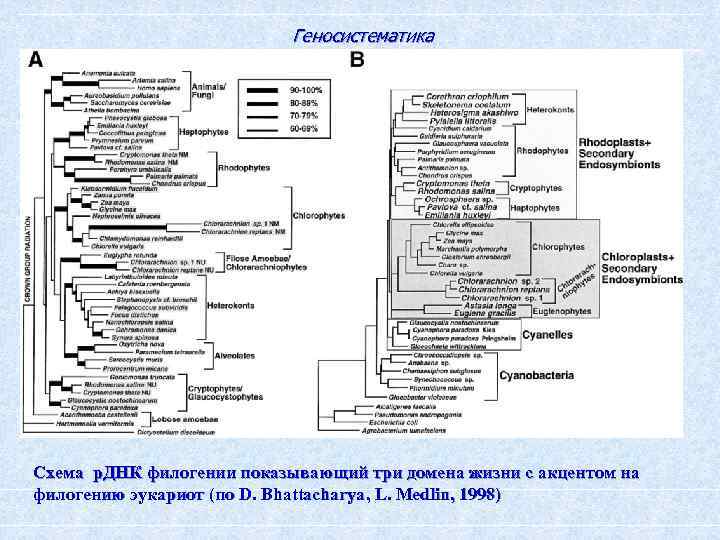 Геносистематика Схема р. ДНК филогении показывающий три домена жизни с акцентом на филогению эукариот
