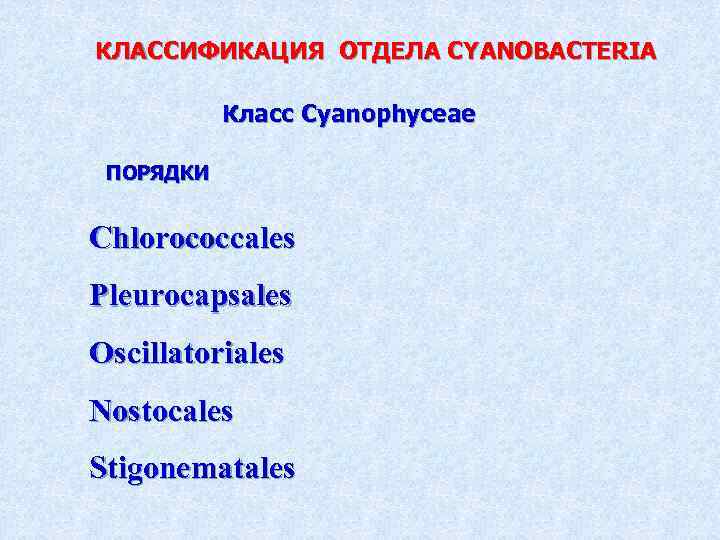 КЛАССИФИКАЦИЯ ОТДЕЛА CYANOBACTERIA Класс Cyanophyceae ПОРЯДКИ Chlorococcales Pleurocapsales Oscillatoriales Nostocales Stigonematales 