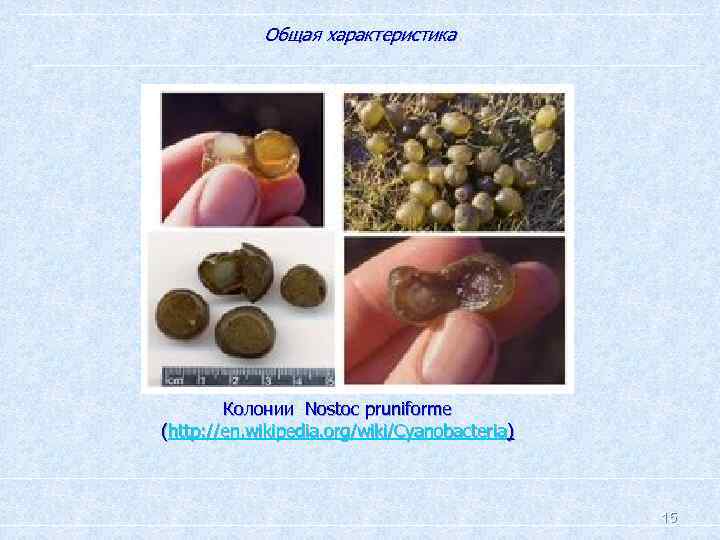 Общая характеристика. Колонии Nostoc pruniforme (http: //en. wikipedia. org/wiki/Cyanobacteria) 15 