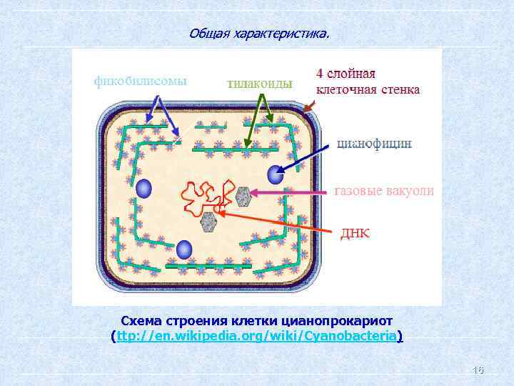 Общая характеристика. Схема строения клетки цианопрокариот (ttp: //en. wikipedia. org/wiki/Cyanobacteria) 16 