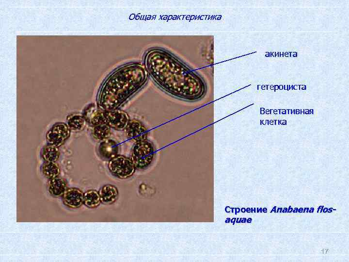 Общая характеристика. акинета гетероциста Вегетативная клетка Строение Anabaena flos- aquae 17 