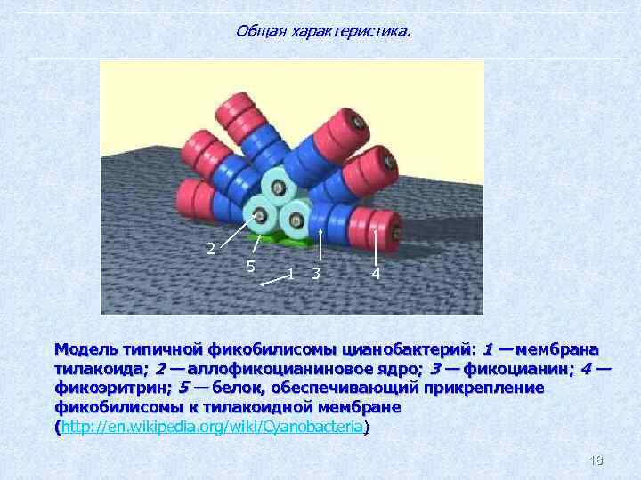 Общая характеристика. 2 5 1 3 4 Модель типичной фикобилисомы цианобактерий: 1 — мембрана