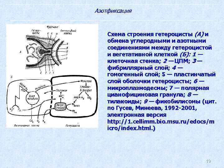 Азотфиксация Схема строения гетероцисты (А) и обмена углеродными и азотными соединениями между гетероцистой и