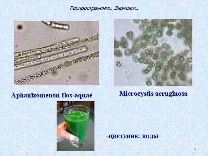 Распространение. Значение. Aphanizomenon flos-aquae Microcystis aeruginosa «ЦВЕТЕНИЕ» ВОДЫ 22 