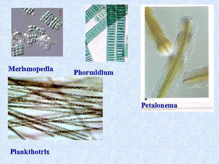 Merismopedia Phormidium Petalonema Plankthotrix 