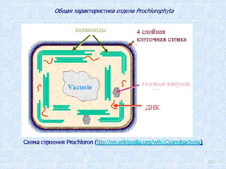 Общая характеристика отдела Prochlorophyta Схема строения Prochloron (ttp: //en. wikipedia. org/wiki/Cyanobacteria) 25 