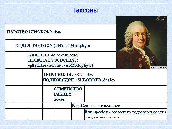 Таксоны ЦАРСТВО KINGDOM: -ista ОТДЕЛ DIVISION (PHYLUM): -phyta КЛАСС CLASS: -phyceae ПОДКЛАСС SUBCLASS: -phycidae