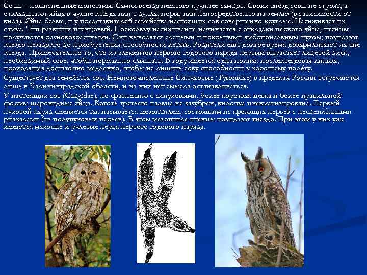 Совы – пожизненные моногамы. Самки всегда немного крупнее самцов. Своих гнёзд совы не строят,