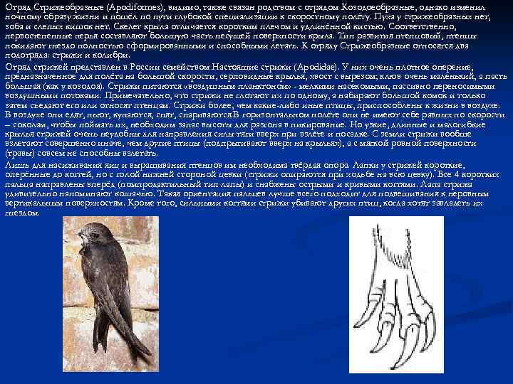 Отряд Стрижеобразные (Apodiformes), видимо, также связан родством с отрядом Козодоеобразные, однако изменил ночному образу