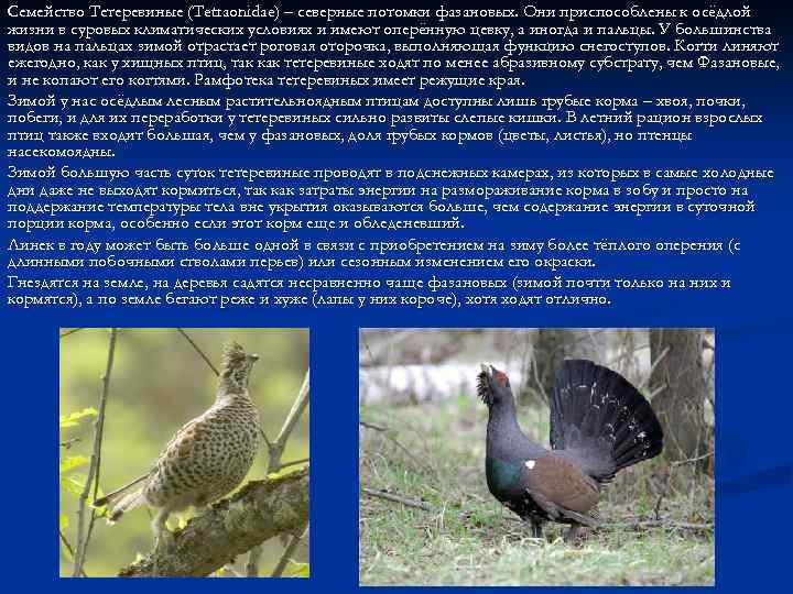 Семейство Тетеревиные (Tetraonidae) – северные потомки фазановых. Они приспособлены к осёдлой жизни в суровых
