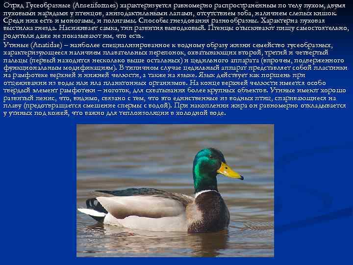 Отряд Гусеобразные (Anseriformes) характеризуется равномерно распространённым по телу пухом, двумя пуховыми нарядами у птенцов,