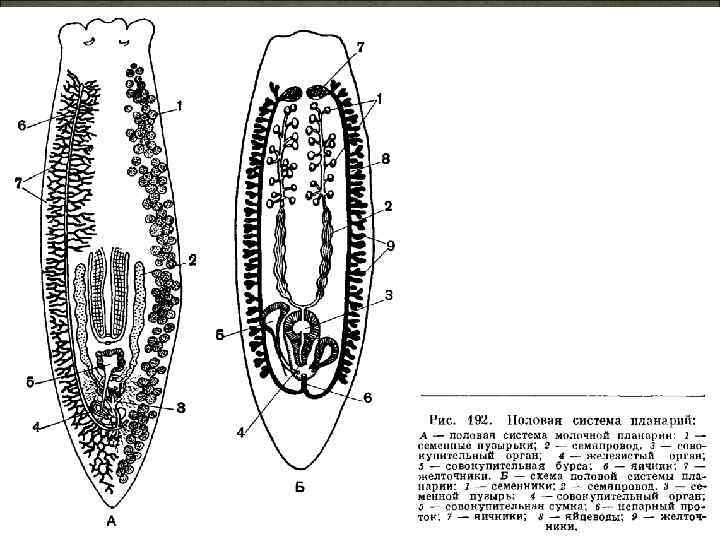 Сосальщики рисунок. Печеночный сосальщик схема. Ресничные черви строение передней кишки. Печеночный сосальщик классификация. Личинка печеночного сосальщика.