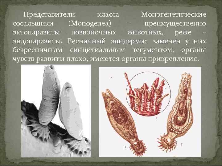 Представители б класса