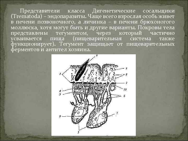 Представители класса Дигенетические сосальщики (Trematoda) – эндопаразиты. Чаще всего взрослая особь живет в печени