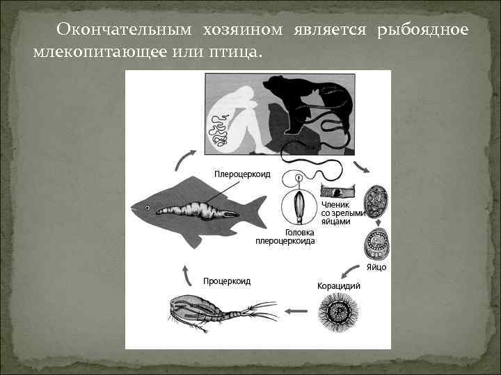 Окончательным хозяином является рыбоядное млекопитающее или птица. 