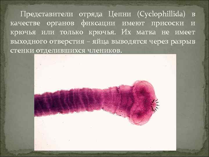 Представители отряда Цепни (Cyclophillida) в качестве органов фиксации имеют присоски и крючья или только