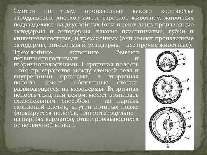 Смотря по тому, производные какого количества зародышевых листков имеет взрослое животное, животных подразделяют на