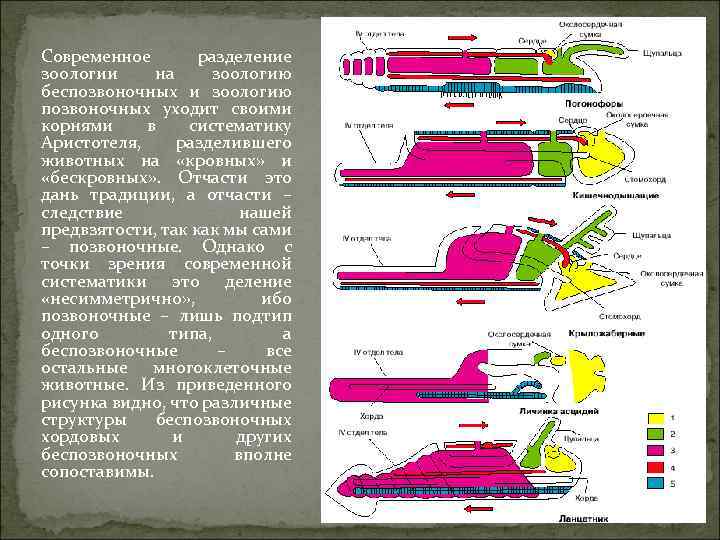 Современное разделение зоологии на зоологию беспозвоночных и зоологию позвоночных уходит своими корнями в систематику