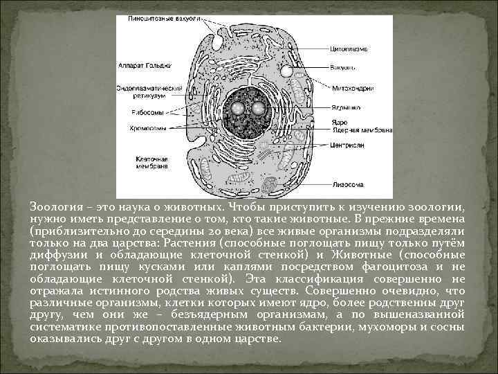 Зоология – это наука о животных. Чтобы приступить к изучению зоологии, нужно иметь представление