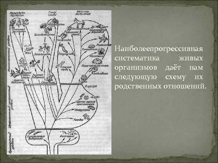 Наиболеепрогрессивная систематика живых организмов даёт нам следующую схему их родственных отношений. 