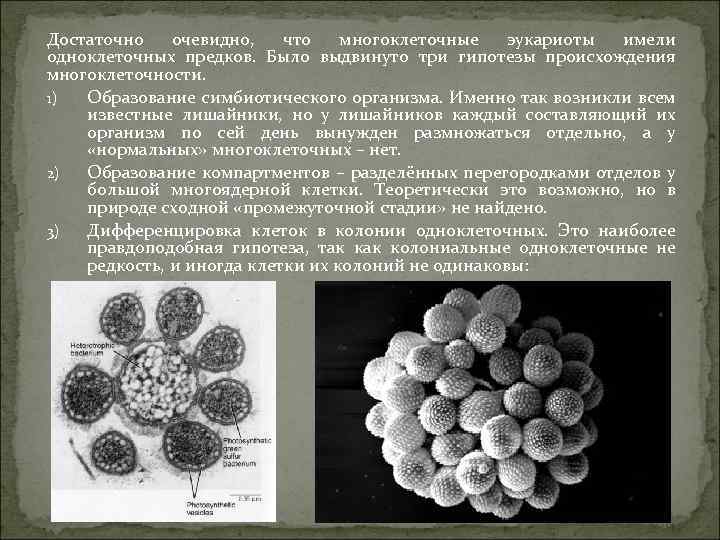 Достаточно очевидно, что многоклеточные эукариоты имели одноклеточных предков. Было выдвинуто три гипотезы происхождения многоклеточности.