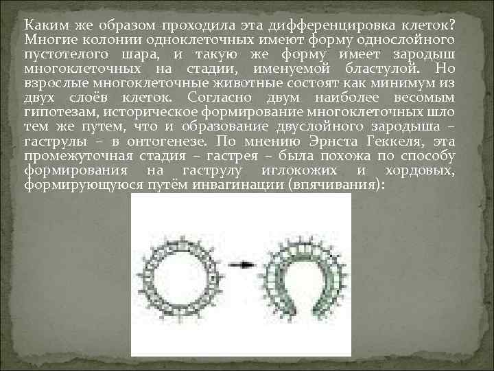 Каким же образом проходила эта дифференцировка клеток? Многие колонии одноклеточных имеют форму однослойного пустотелого