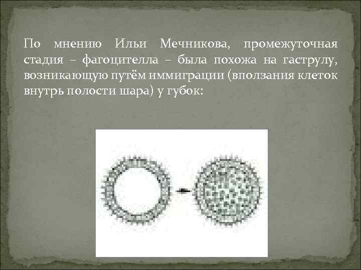 По мнению Ильи Мечникова, промежуточная стадия – фагоцителла – была похожа на гаструлу, возникающую