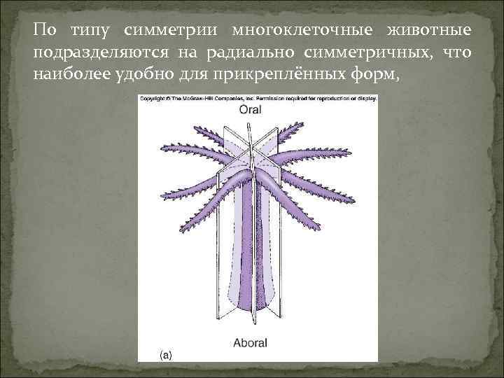 Лучевая симметрия тела